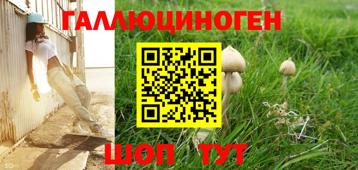 Галлюциногенные грибы Psilocybe Шатура
